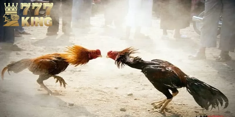 Đá gà đổi thưởng siêu chuyên nghiệp